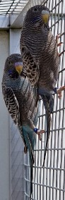Papużki faliste blackface młode do oswojenia oraz dojrzałe na lęgi  papuga papug-4