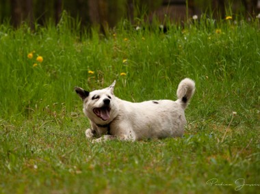 Piękny i kochany Nord do adopcji!-1