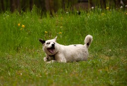 Piękny i kochany Nord do adopcji!