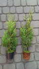 TUJA BRABANT THUJA BRABANT 25-50CM DONICA 0,5-1L DOSTAWA GRATIS POWYŻEJ 40 SZTUK