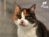 Kot Alicja, czuła seniorka szuka domku! - Fundacja "Koci Pazur"