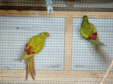 Papuga górska mutacja -1