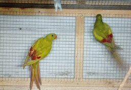 Papuga górska mutacja 