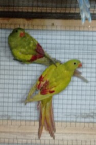 Papuga górska mutacja -2