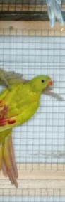 Papuga górska mutacja -3