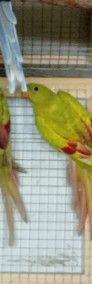 Papuga górska mutacja -4