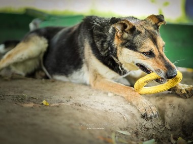 A ta piękna dama nadal jest sama - adoptuj Sarę-1