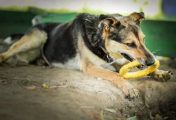 A ta piękna dama nadal jest sama - adoptuj Sarę