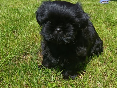 Suczka rasy shih tzu -1