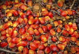 olej palmowy do gotowania, biodiesla i innych zastosowań