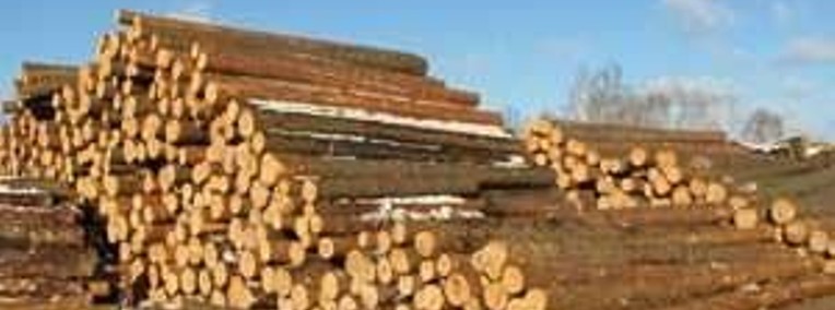 Ukraina.Wspolpraca.Drewno 15 zl/m3.Produkcja biomasy,pelletu,brykietu-1
