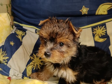 Pieski Yorkshire terrier -1