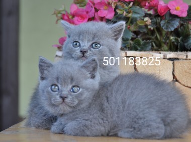 Brytyjskie niebieskie kocurki i kotki-1