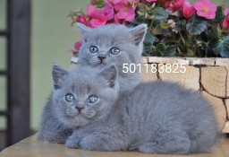 Brytyjskie niebieskie kocurki i kotki