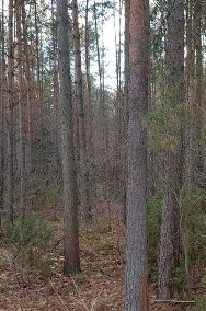 Działka leśna Chojewo-2