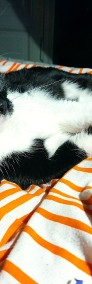 Kot Iryda, piękna pingwinka szuka domku! - Fundacja ''Koci Pazur''-3
