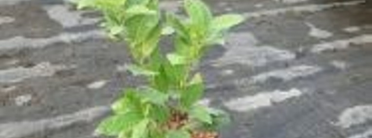 Laurowiśnia Wschodnia 'Rotundifolia' 30-50cm Donica 2L-1