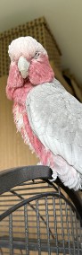 Sprzedam kakadu różowe -4