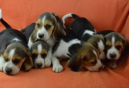 Beagle Beagle..