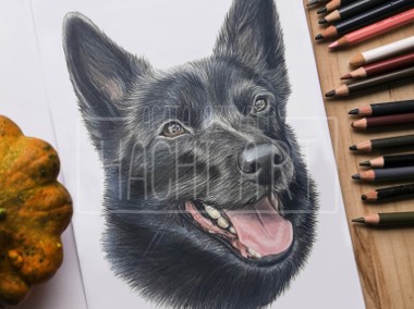 Rysunek na zamówienie, portret zwierzaka, psa, kota, konia-1