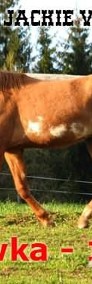 Klacz pokryta ogierem rasy Paint Horse, 3 tys-4