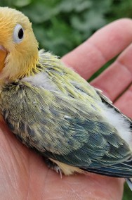 nierozłączka fischer młoda do oswojenia jak i dojrzałe na lęgi papuga papugi -2