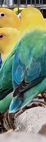 nierozłączka fischer młoda do oswojenia jak i dojrzałe na lęgi papuga papugi -3