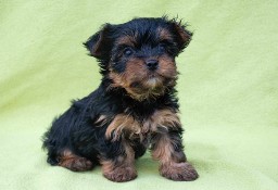 Yorkshire terrier suczka