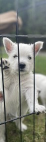 West highland white terrier ZKwP FCI suczka-3