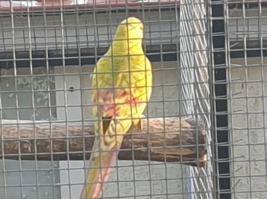 Papuga Górska Pastel-1