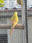 Papuga Górska Pastel