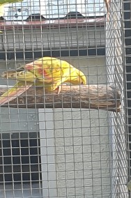 Papuga Górska Pastel-2