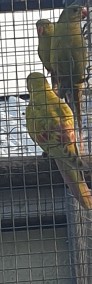 Papuga Górska Pastel-3