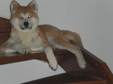 Akita Inu Japoński-1