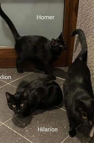 Koci bracia czekają na wspólny dom lub na dokocenie-3