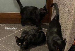 Koci bracia czekają na wspólny dom lub na dokocenie