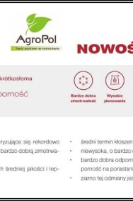 Pszenżyto MONDEO - Piękne Grube Dorodne Ziarno Nasiona Danko Top Farms-2