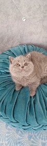 FPL Koty Brytyjskie niebieskie =^..^=  Niedźwiadki -4