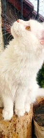 Bardzo towarzyska śnieżna dymna kotka Maine Coon FPL-4