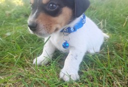 Jack Russell Terrier