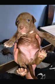 American terier Pitbull Red Nose z rodowodem.-2