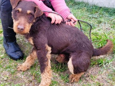 FRED - piękny psiak w typie jagdterrier szuka PILNIE domu-1