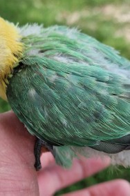 papużki do ręcznego karmienia łatwo się oswajają i można nauczyć je mówić -2