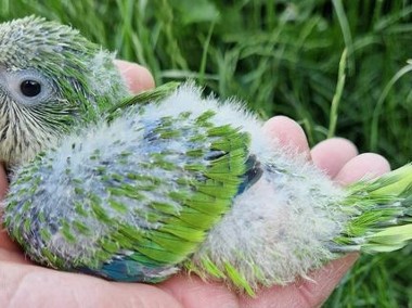 papużki do ręcznego karmienia łatwo się oswajają i można nauczyć je mówić -1