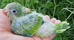 papużki do ręcznego karmienia łatwo się oswajają i można nauczyć je mówić 