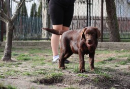 Czekoladowy chłopak labrador 