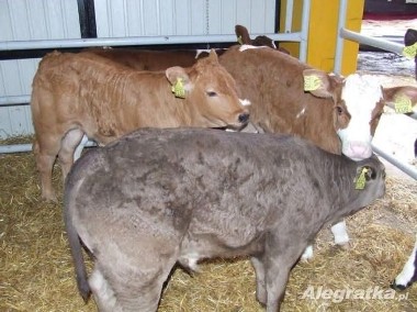 Cielęta mięsne byczki cielaki sprzedaż cieląt sprzedam byczki cielęta-1