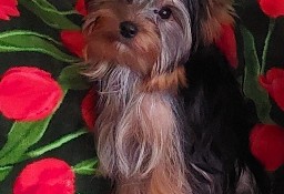 Yorkshire Terrier ZKwP FCI 