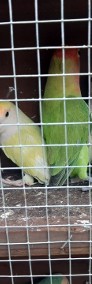 Papugi nierozłączki -4