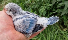 papużki do ręcznego karmienia łatwo się oswaja i można nauczyć je mówić